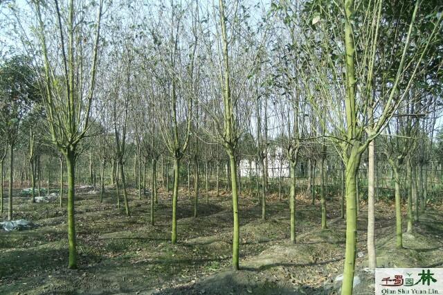 垂丝海棠苗圃基地6-8公分工程苗木批发