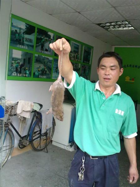 深圳市白蚁防治厂家供应用于杀虫服务的白蚁防治 水贝新房防治白蚁 罗湖专业灭白蚁公司