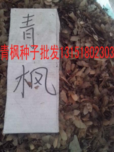 供应江苏青枫种子供应商电话基地，江苏青枫种子供应商电话价格批发图片