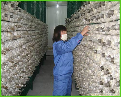 供应新疆蘑菇网片、养殖蘑菇用网生产厂家