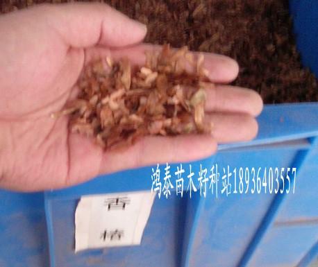 供应香椿种子多少钱一斤