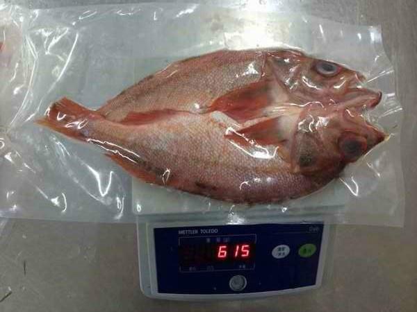 供应调味红石斑鱼500-700,700-1000克/条单条真空包装,10公斤/箱图片