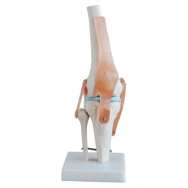 供应膝关节模型（自然大)