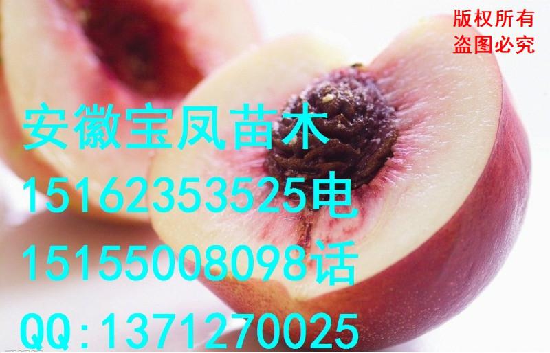 滁州市黄石桃树苗新品种厂家供应黄石桃树苗新品种