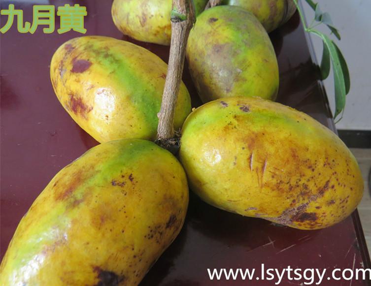 供应用于水果种苗的湖南九月黄 黄金蕉种苗特价批发