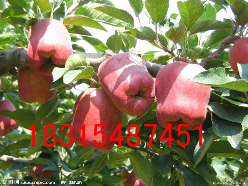供应二代红星苹果苗，大量出售二代红星苹果苗，批发二代红星苹果苗图片