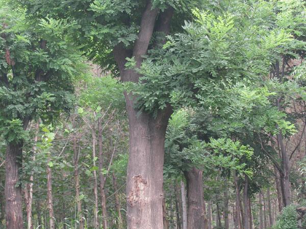 菏泽市山东国槐小苗批发价格厂家