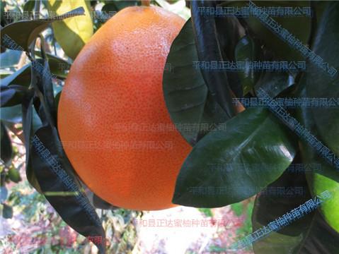 漳州市蜜柚苗厂家供应福建三红蜜柚苗 正达三红蜜柚种植前景分析
