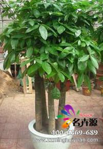 郑州市发财树的养护方法厂家供应发财树的养护方法
