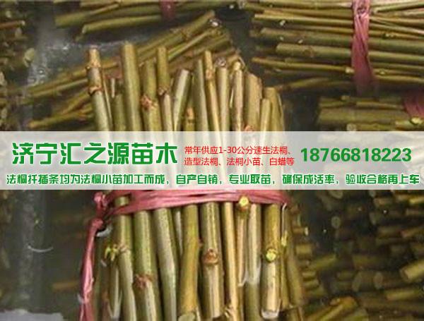 济宁市山东造型法桐的栽培养护厂家供应山东造型法桐的栽培养护