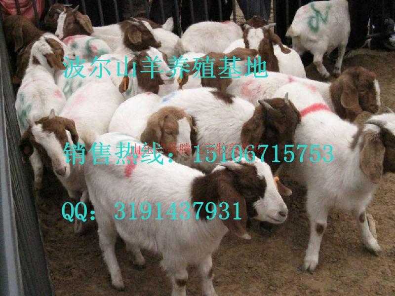 重庆的羊价格批发