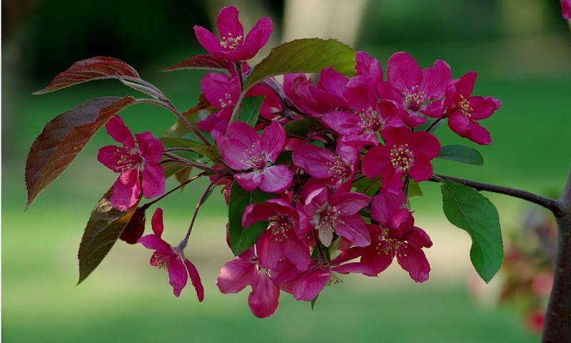 紫色王子海棠树价格批发