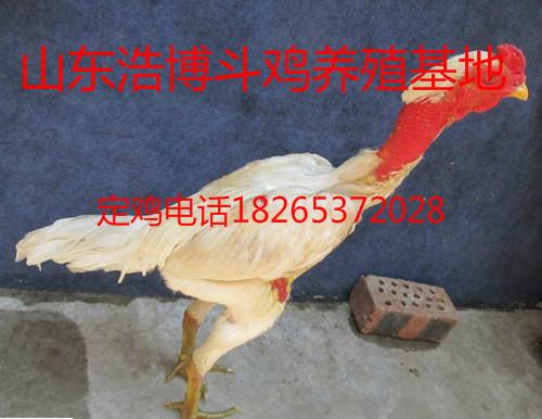 供应纯种越南鬼子斗鸡哪里有卖的图片