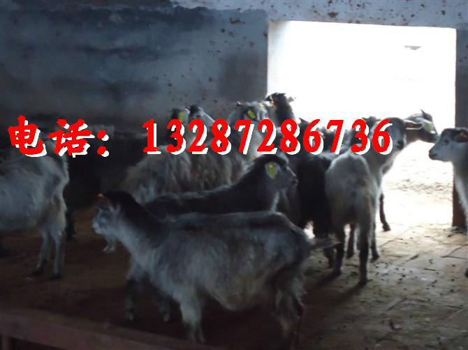 供应用于繁育的济宁青山羊特色养殖青山羊