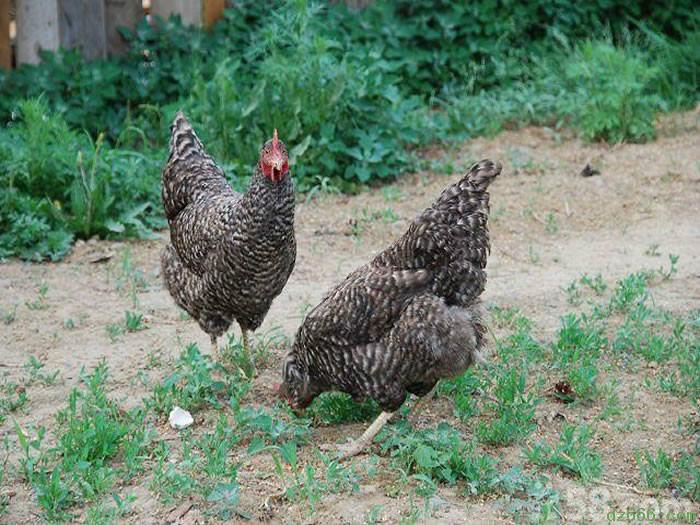 安阳市大量供应芦花鸡，芦花鸡养殖场厂家供应用于鸡苗的大量供应芦花鸡，芦花鸡养殖场