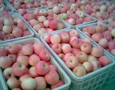 供应红富士苹果批发  山东红富士苹果种植销售基地