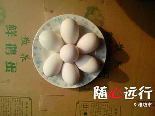 潍坊市鹅蛋供应厂家供应鹅蛋供应