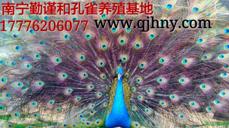 供应蓝孔雀孔雀种苗孔雀养殖--广西南宁市（勤谨和）大型孔雀养殖基地