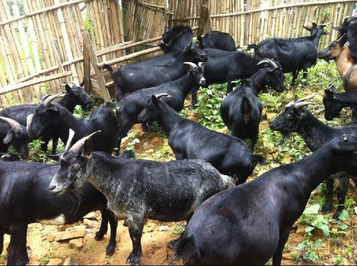 供应广西马山黑山羊种羊，山羊养殖技术，优质配种食用黑山羊