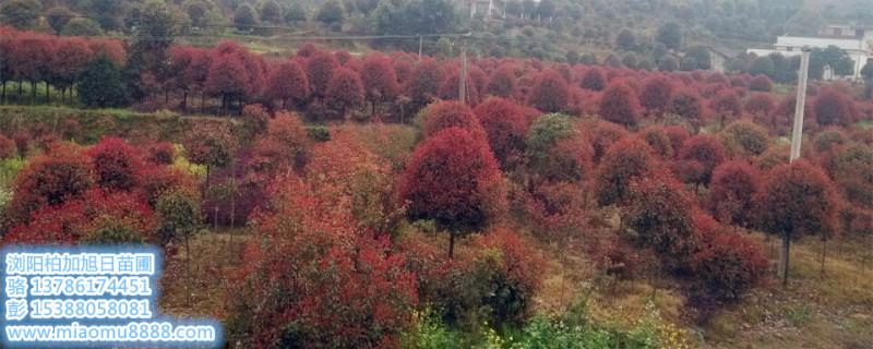 长沙市湖南精品红叶石楠树-红叶石楠球价厂家