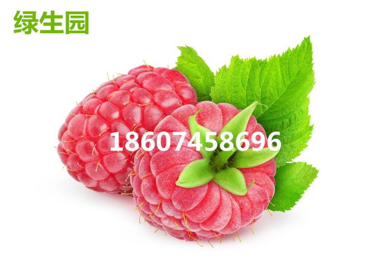 供应生命保健水果掌叶红树莓苗木批发