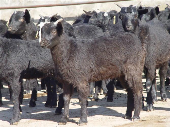 供应山东努比亚山羊价格现在黑山羊多少钱一斤