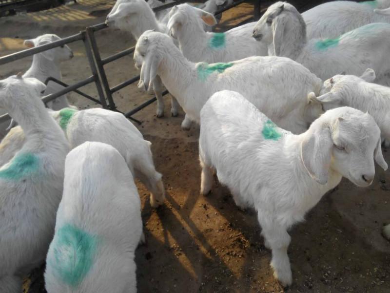 供应纯种白山羊小羊最新价格养殖技术图片