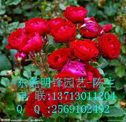 供应玫瑰月季东莞租花东莞植物租赁玫瑰图片