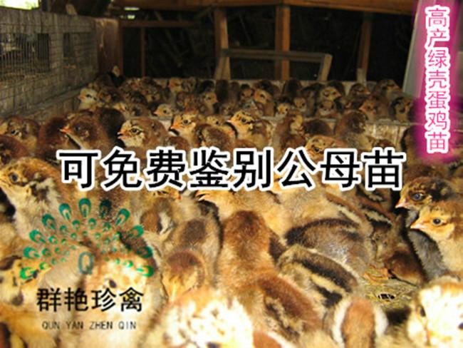 广州市衡阳绿壳蛋鸡母苗批发商厂家