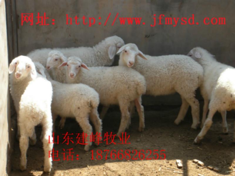 济宁市小尾寒羊活羊价格羊养殖利润厂家