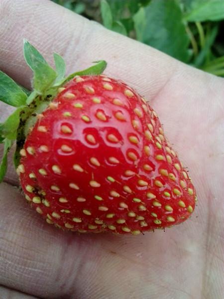 供应用于产果的章姬草莓苗，优质草莓苗价格，红颜