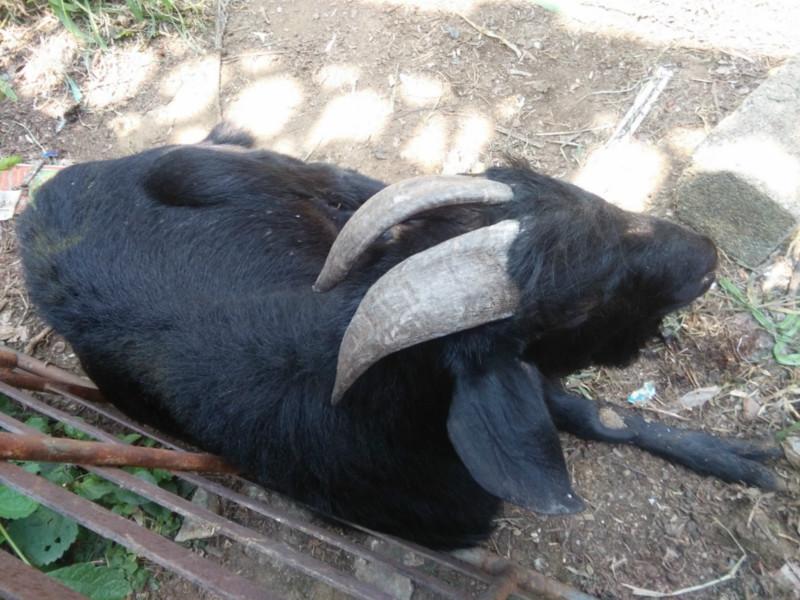供应广西努比亚黑山羊种羊