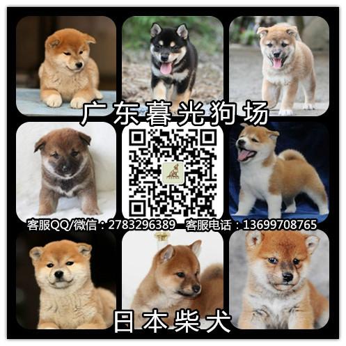 供应血统日本柴犬 广州纯种柴犬出售 广州日本柴价格 日本柴犬