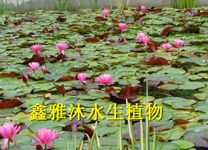 供应北京最大的睡莲种苗基地