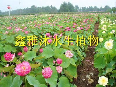 供应北京盆栽荷花销售厂家，安新县鑫雅沐水生植物种植专业合作社图片