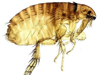 喜旺科技白蚁防治站提供一流的海南臭虫灭治海南臭虫灭治