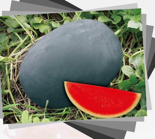 适应广东地区种植的黑巨冠西瓜种批发