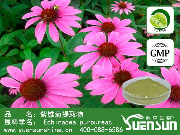 供应用于植物提取保健的源森生物紫锥菊菊苣酸厂家