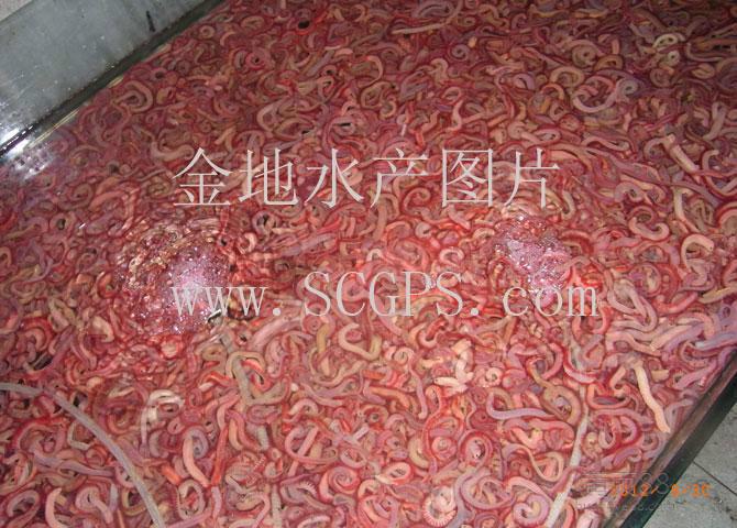 湛江市赤虫血虫厂家供应赤虫血虫赤虫血水充足腥味非常重，海钓最佳活鱼饵，海钓鲜活饵料
