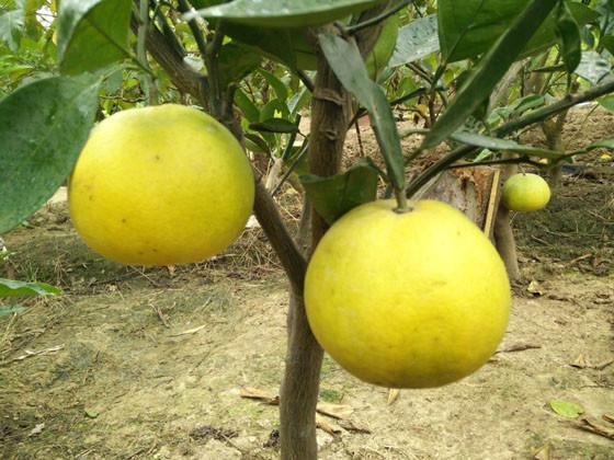 钦州市优质柚子苗厂家