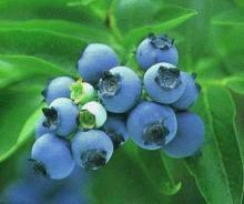 供应用于的蓝莓苗低价格出售，蓝莓苗厂家图片