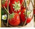 供应低价批发草莓香精，，草莓香精深圳价格，草莓香精的含量，详细说明图片