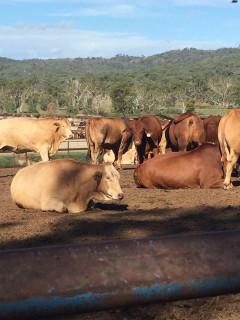 供应澳洲牛肉怎么进口澳洲牛肉进口
