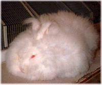 供应2015长毛兔价格獭兔养殖场长毛兔养殖行情图片