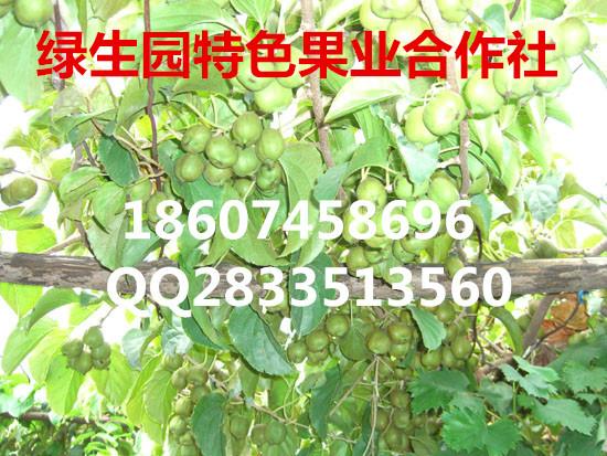 怀化市软枣猕猴桃厂家供应用于果树苗的软枣猕猴桃