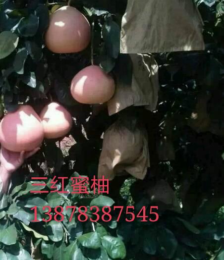 桂林市三红蜜柚厂家