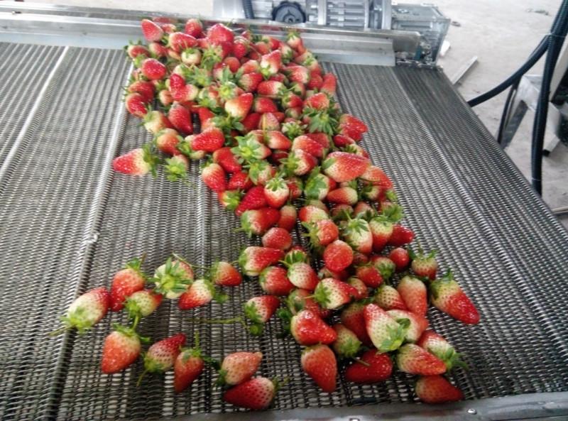 供应水果清洗机 草莓清洗加工流水线设备/草莓气泡清洗机