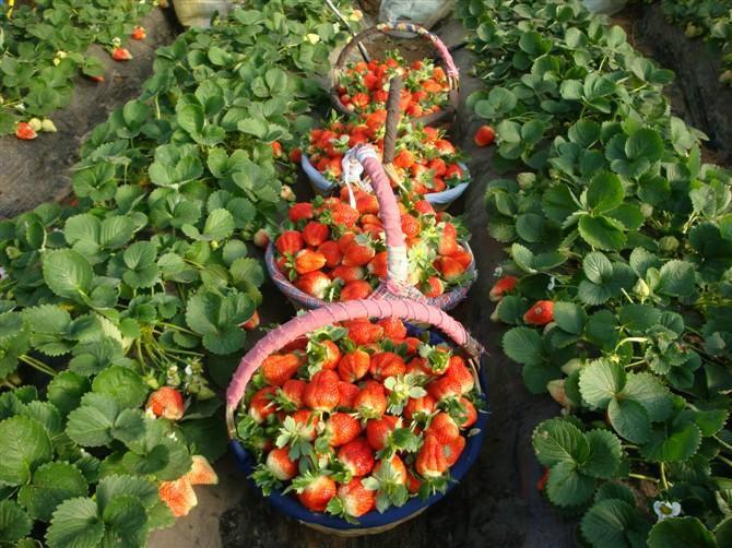 供应用于草莓苗|红颜草莓苗|脱毒草莓苗的红颜草莓苗草莓苗价格图片