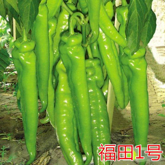 供应福田1号——无限生长型大果羊角椒