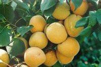 供应陕西凯特杏种植基地 ，凯特杏批发价格，